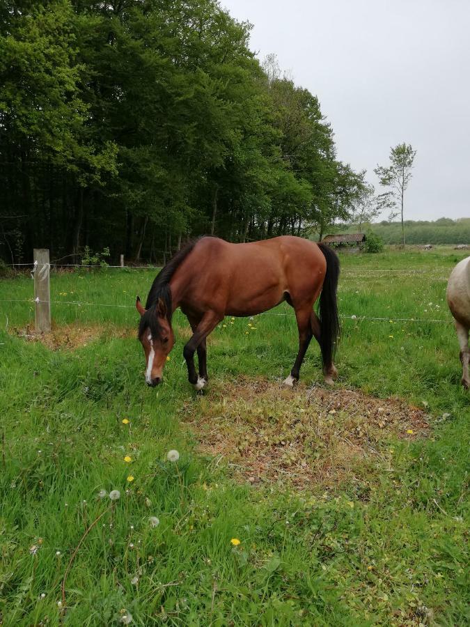 Tankefuld Living'S Horsefarm Διαμέρισμα Svendborg Εξωτερικό φωτογραφία